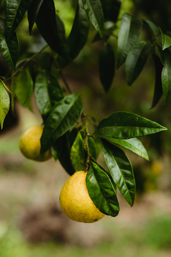 Ripe yellow lemon on a tree
