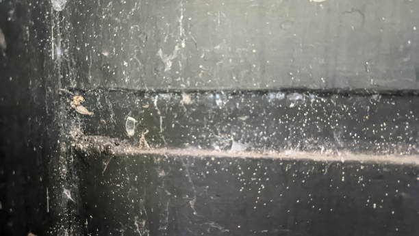 istock Dusty walls and cobwebs 1489962962