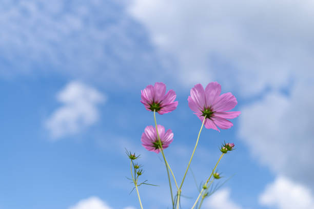 A sign of autumn, a cosmos field