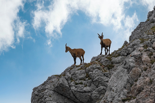 Capricorn ibex in natural environment