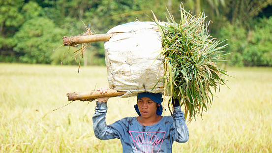 bohol, philippines, circa february 2023 - local people harvest rice