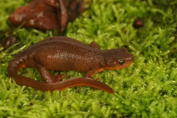 Natural closeup on a female Rough-skinned newt, Taricha granulosa a highly poisonous amphibian