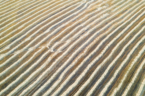 the texture of mown grass top view, aerial photography straw outfits in an agricultural field