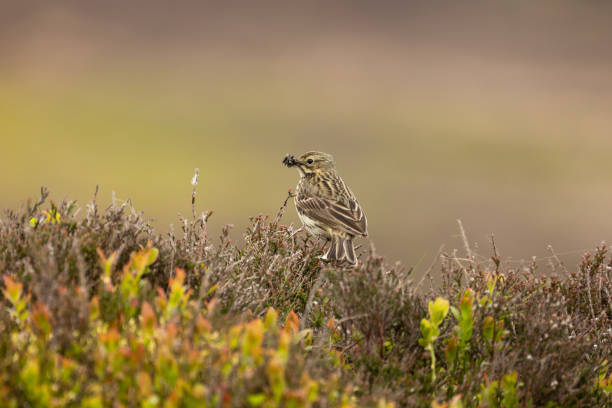 Meadow Pipit, Scientific name: Anthus pratensis, perched on heather on managed moorland and facing left, with beak full of insects. Dallowgill, Nidderdale, UK