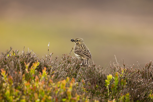 Meadow Pipit, Scientific name: Anthus pratensis, perched on heather on managed moorland and facing left, with beak full of insects. Yorkshire Dales, UK. Copy space.  Clean background.  Horizontal.