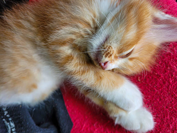 istock orange kitten cat is so cute 1489973956