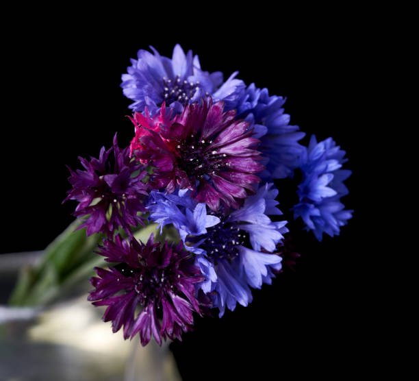 istock purple flowers stand in a vase on a black background 1489974854