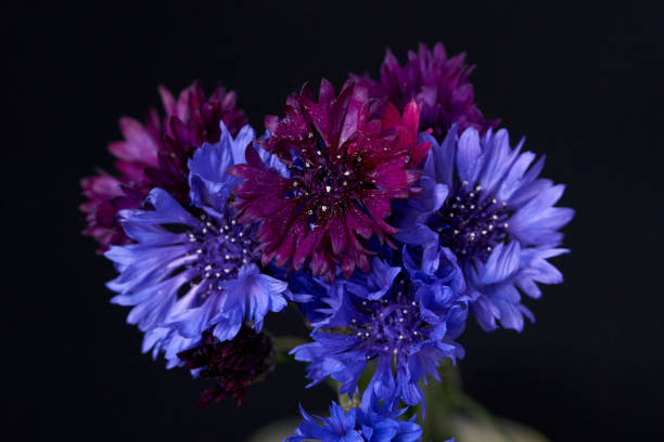 istock purple flowers stand in a vase on a black background 1489974857