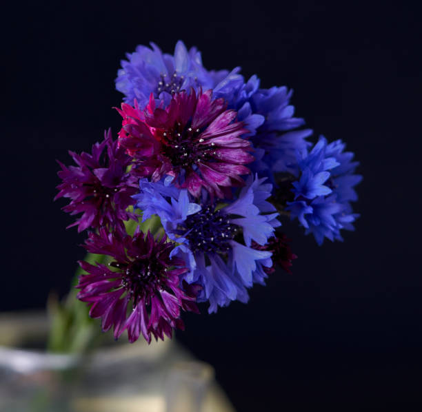 istock purple flowers stand in a vase on a black background 1489974890