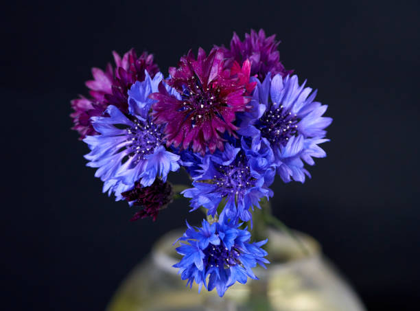 istock purple flowers stand in a vase on a black background 1489974897