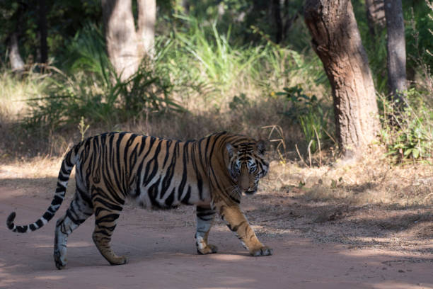 istock Royal Bengal tiger walking on the forest road 1489977284