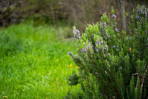 Rosemary shrub with blue flowers.