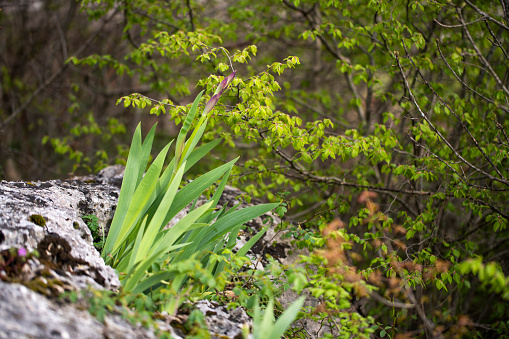 Wildflowers are growing on the rock in the mountain. Nature concept