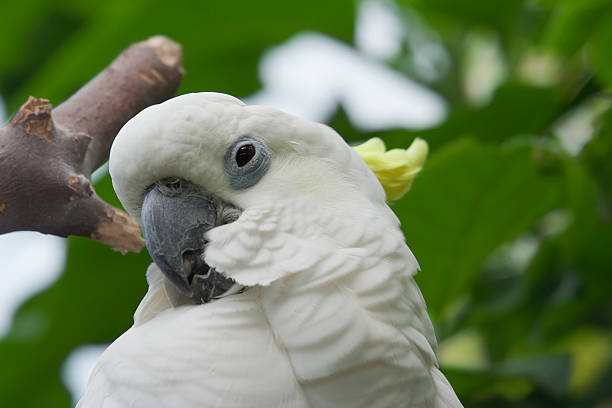istock Sulphur Crested Cockatoo Portrait 148998061