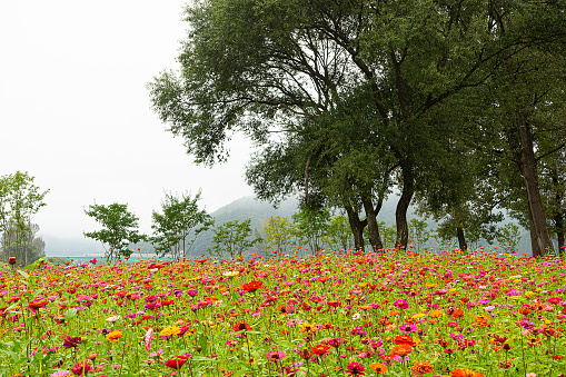 Blooming field among the mountains. Salvia pratensis.