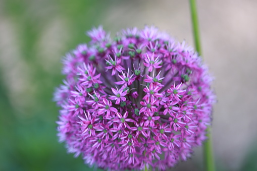 Allium giganteum or giant onion, a purple color, circle shaped flower