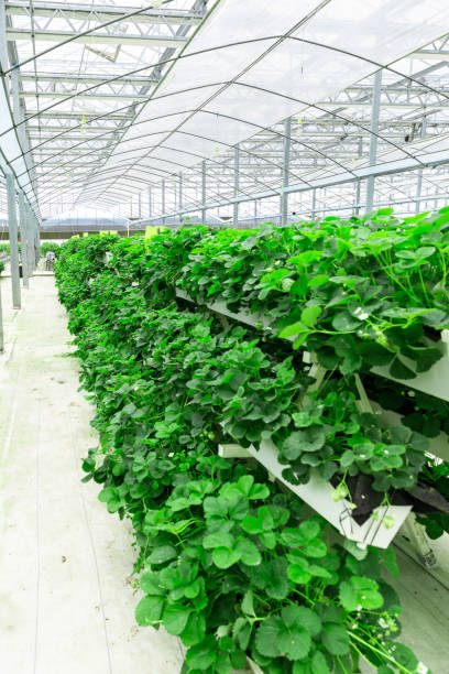 istock Greenhouse for growing strawberry. 1489982831
