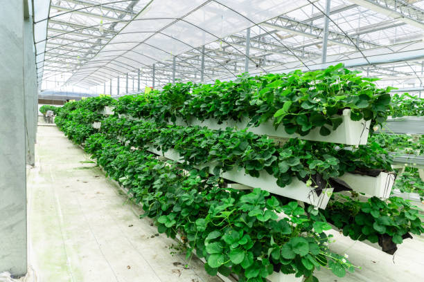 istock Greenhouse for growing strawberry. 1489982934