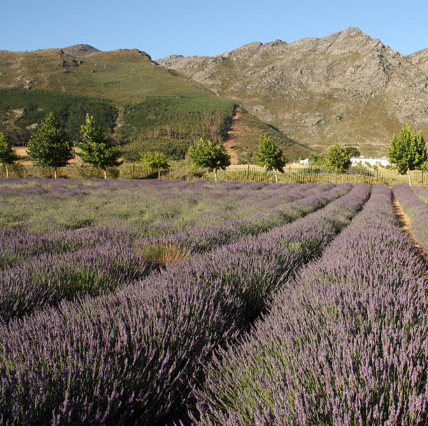 istock Lavender field in South Africa 148998348