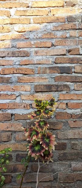 istock Flowers by the house 1489983626