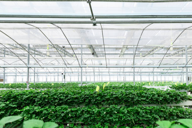 istock Greenhouse for growing strawberry. 1489983900