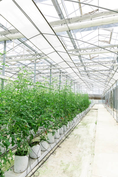 istock Greenhouse for growing strawberry. 1489984588
