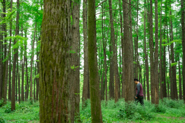 Enjoy a walk in the green forest