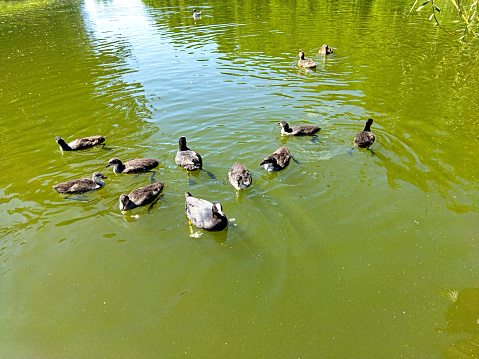 Cute waterfowl swims near the shore of the lake. Waterbirds in nature