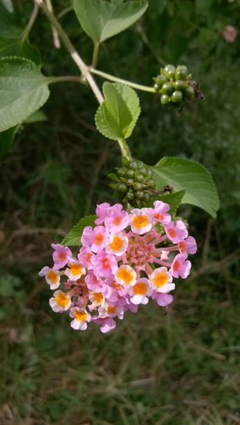 istock small flower in the field, Thailand 1489985700