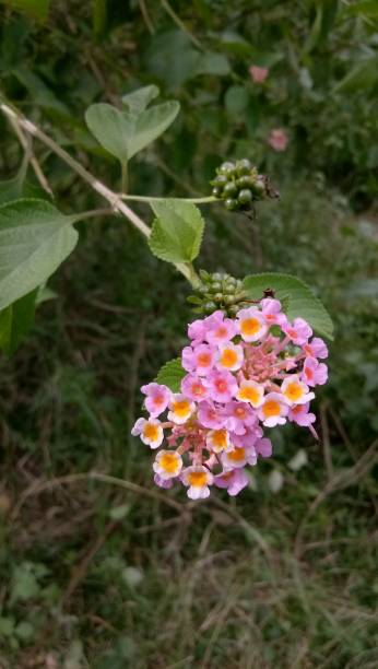 istock small flower in the field, Thailand 1489985702