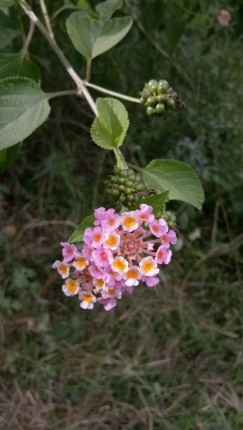 istock small flower in the field, Thailand 1489985716