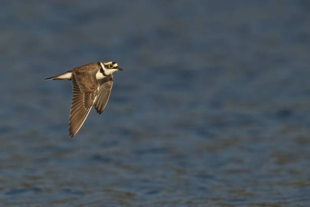 istock Little Ringed Plover flying over sea waves 1489985806