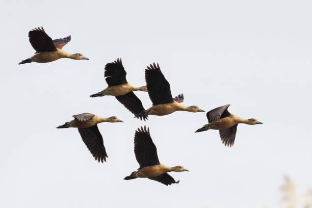 istock Flock of Lesser Whistling-Ducks flying in sky 1489985825