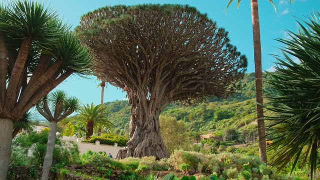Ancient Dragon Tree in Icod de los Vinos town on Tenerife, Canary Islands, Spain