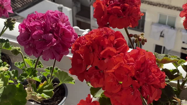 Red and purple flowers in balcony