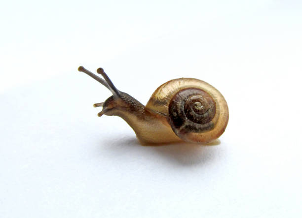 istock Snail Bradybaena Similaris (Asian tramp-snail) crawls on a white background. 1489986646