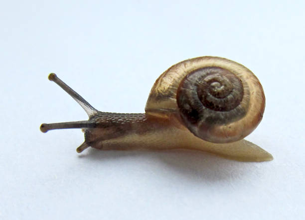 istock Snail Bradybaena Similaris (Asian tramp-snail) crawls on a white background. 1489986667