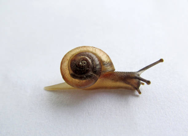 istock Snail Bradybaena Similaris (Asian tramp-snail) crawls on a white background. 1489987989