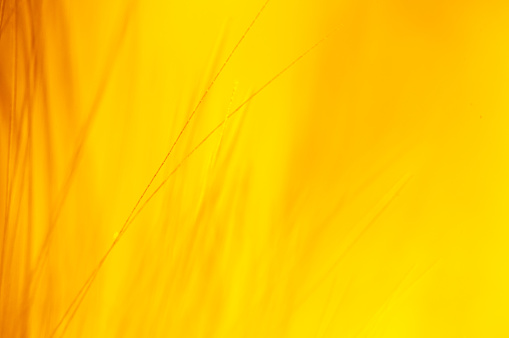 Abstract blurred yellow background, grass .