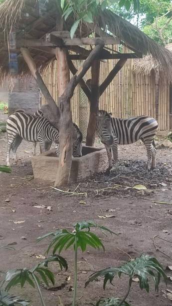 istock see a zebra up close in the zoo 1489988379