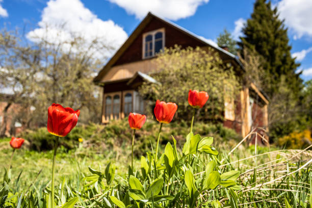 tulipas vermelhas naturais no quintal da casa rural na primavera - izba - fotografias e filmes do acervo