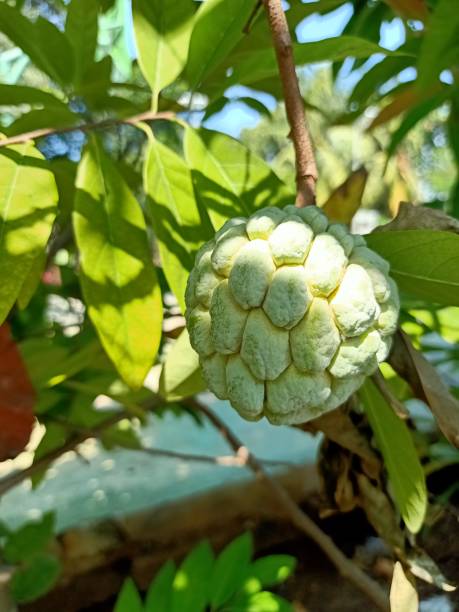 istock Close up of custard apple fruit hanging on tree 1489991002