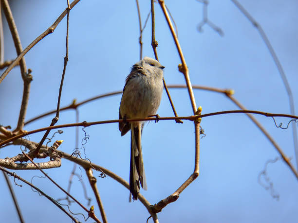 istock The long-tailed tit (Aegithalos caudatus) - white-brown-black small bird with long tail 1489992707