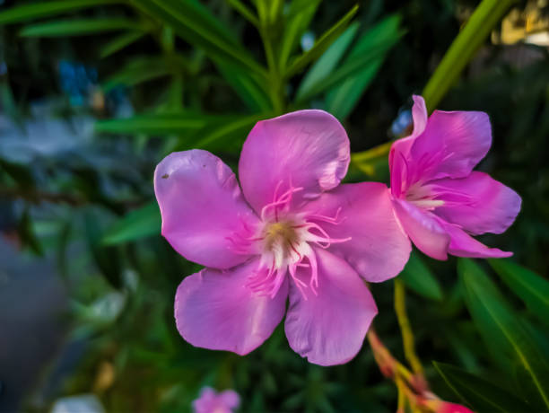 istock a flower in the garden bloomed beautifully 1489994218
