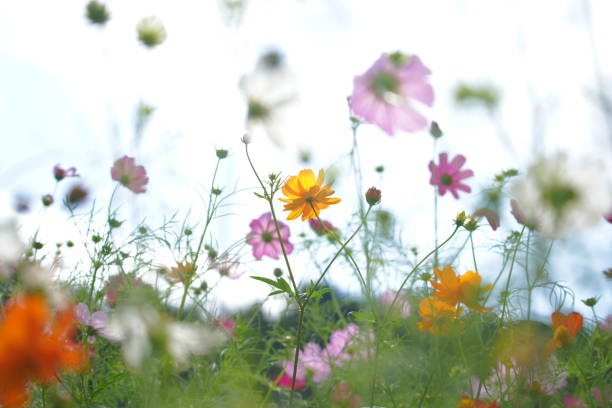 istock Cosmos blooming in a park in Chiba Prefecture 1489994847