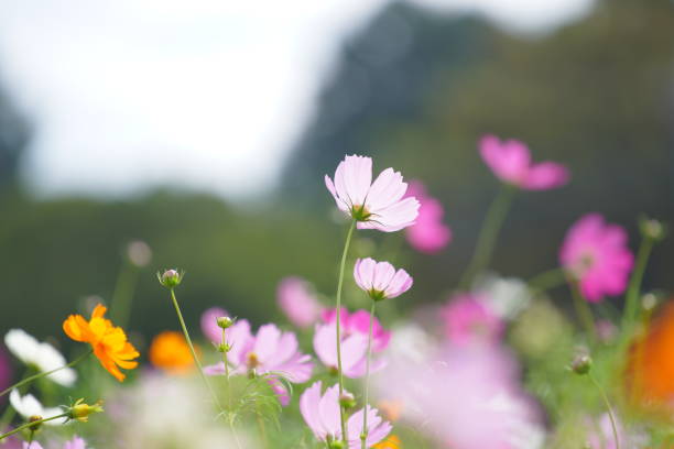 istock Cosmos blooming in a park in Chiba Prefecture 1489995117