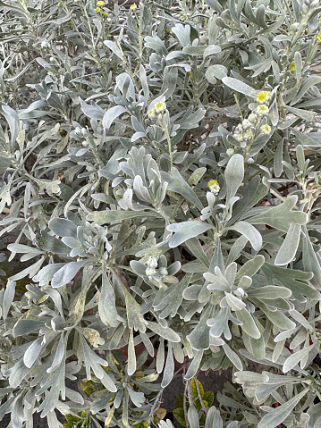 Grey Green Ornamental Potted Plant