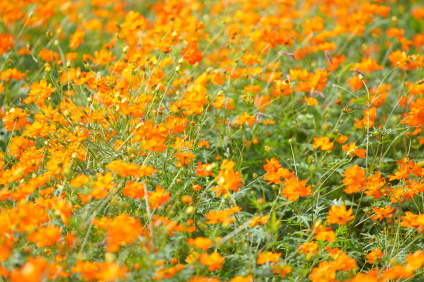 istock Cosmos blooming in a park in Chiba Prefecture 1489998569