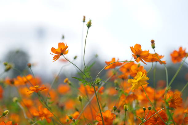 Flowers and blue sky