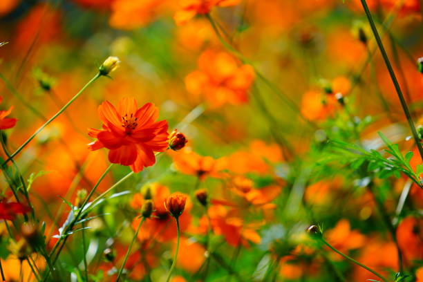istock Cosmos blooming in a park in Chiba Prefecture 1489998904